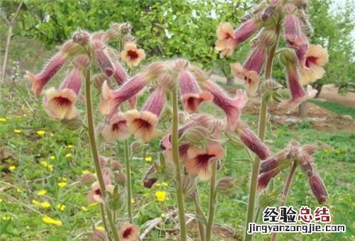 地黄的作用与功效有哪些图片 地黄的作用与功效有哪些