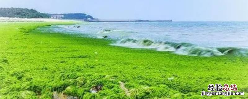 什么是绿潮 绿潮是怎么形成的