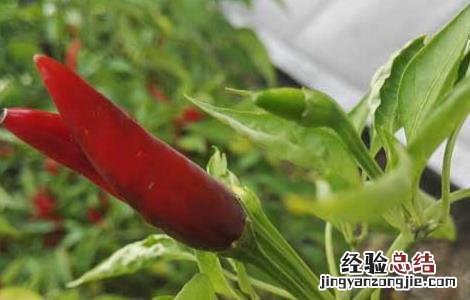 辣椒啥时候来到中国 辣椒什么时候进入中国