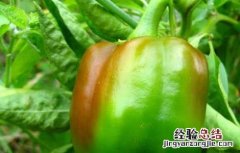 辣椒啥时候来到中国 辣椒什么时候进入中国