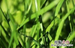韭菜种子几天发芽出苗需要的温度 韭菜种子几天发芽