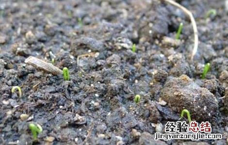 韭菜种子几天发芽出苗需要的温度 韭菜种子几天发芽