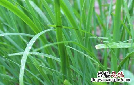 韭菜种子几天发芽出苗需要的温度 韭菜种子几天发芽