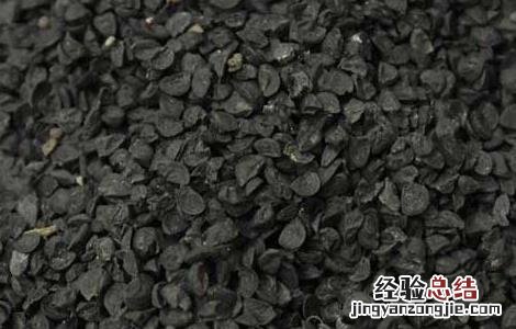 韭菜种子怎么种植 韭菜种子怎么种植?