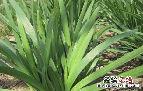 韭菜种子怎么种植 韭菜种子怎么种植?