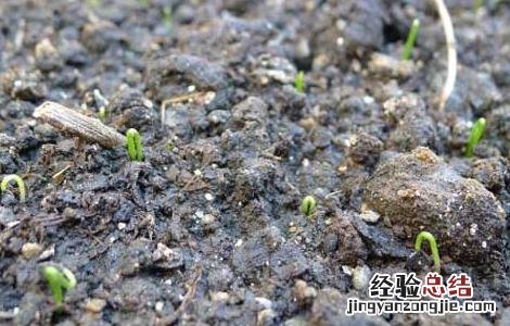 韭菜种子怎么种植 韭菜种子怎么种植?