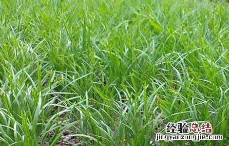 韭菜种子怎么种植 韭菜种子怎么种植?