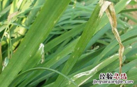 韭菜种植最简单方法阳台 韭菜种植最简单方法