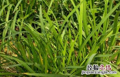 韭菜种植最简单方法阳台 韭菜种植最简单方法