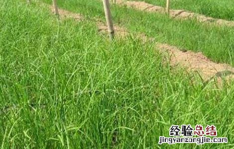 韭菜种植最简单方法阳台 韭菜种植最简单方法