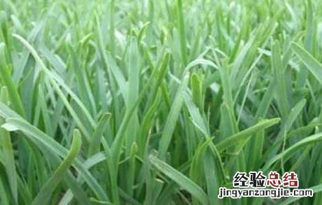 韭菜种植最简单方法阳台 韭菜种植最简单方法