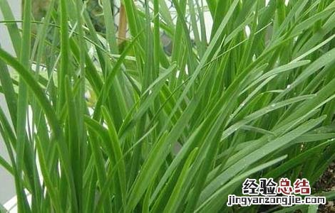 韭菜什么时候播种,什么时候成熟 韭菜什么时候播种