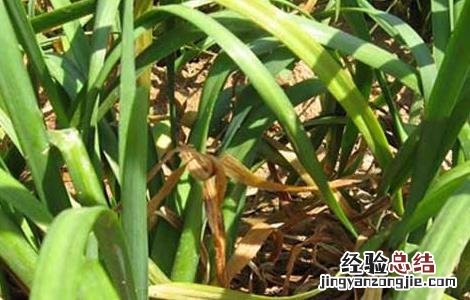 韭菜什么时候播种,什么时候成熟 韭菜什么时候播种