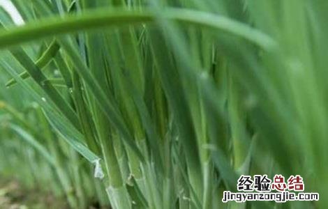 韭菜什么时候播种,什么时候成熟 韭菜什么时候播种