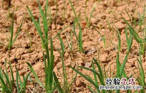 韭菜什么时候播种,什么时候成熟 韭菜什么时候播种