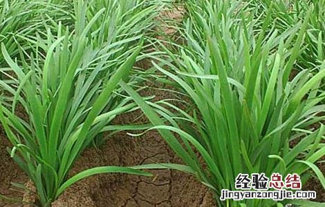 韭菜什么时候播种,什么时候成熟 韭菜什么时候播种