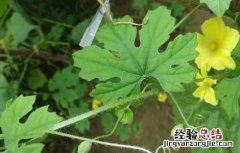 苦瓜什么时候传入中国 苦瓜什么时候传入中国的