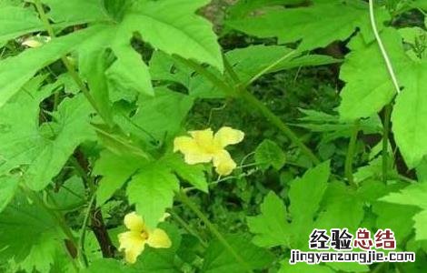 苦瓜什么时候传入中国 苦瓜什么时候传入中国的