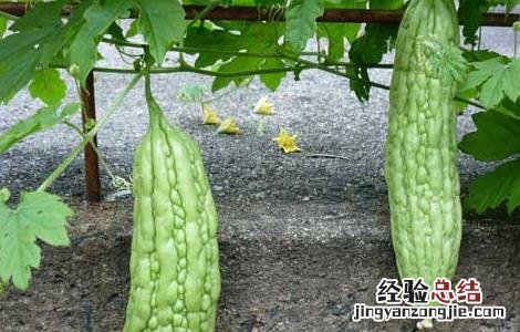 苦瓜什么时候传入中国 苦瓜什么时候传入中国的