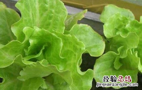 生菜什么时候传入中国 生菜进入中国