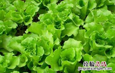 生菜什么时候传入中国 生菜进入中国