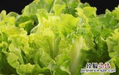 生菜什么时候传入中国 生菜进入中国