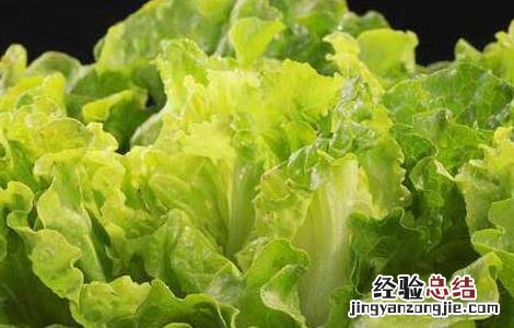 生菜什么时候传入中国 生菜进入中国