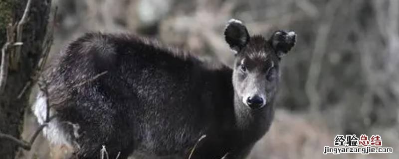 毛冠鹿爱吃什么玉米秸秆还是各种植物嫩叶 毛冠鹿爱吃玉米秸秆吗