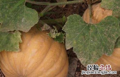 南瓜什么时候成熟 南瓜什么时候成熟季节