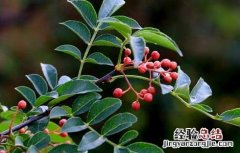 一亩地花椒树利润多少 花椒树1亩地利润多少