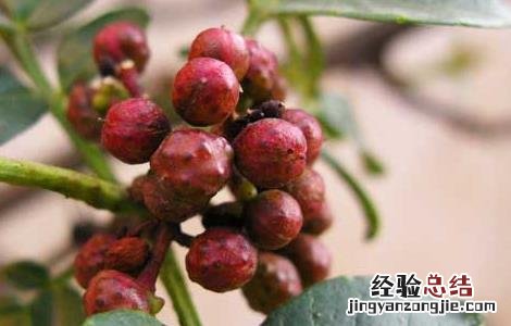 一亩地花椒树利润多少 花椒树1亩地利润多少