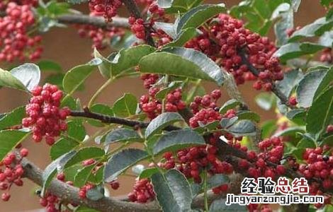 一亩地花椒树利润多少 花椒树1亩地利润多少