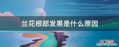 兰花根部发黑是什么原因 兰花靠近根部发黑是什么病