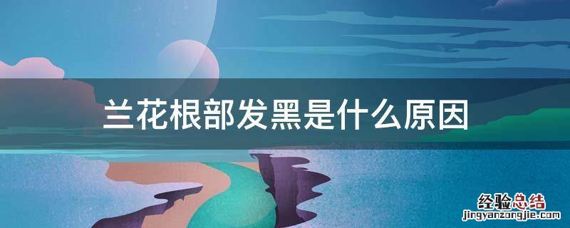兰花根部发黑是什么原因 兰花靠近根部发黑是什么病