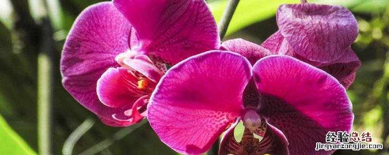 兰花炭疽病特效药氟环唑 兰花炭疽病特效药