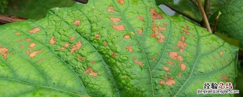 健攻杀菌剂的作用 健攻杀菌剂主治什么病