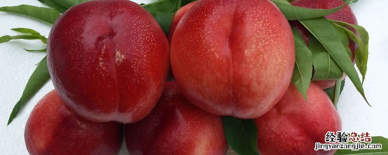 126油桃的特点 126油桃品种介绍