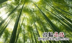 胸有成竹主人公是谁? 胸有成竹主人公是谁