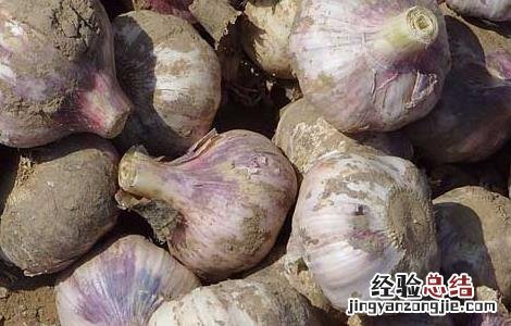 大蒜什么时候传入中国朝代 大蒜什么时候传入中国