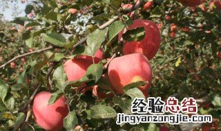 碳酸氢铵在果树上用量 碳酸氢铵在果树上怎么用
