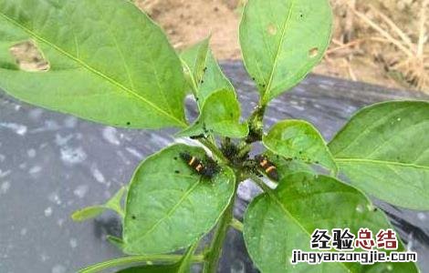 辣椒长蚜虫怎么办知乎 辣椒长蚜虫怎么办