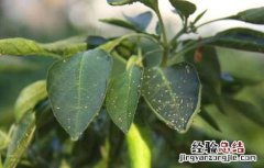 辣椒长蚜虫怎么办知乎 辣椒长蚜虫怎么办
