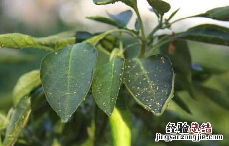 辣椒长蚜虫怎么办知乎 辣椒长蚜虫怎么办