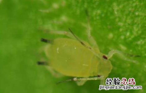 辣椒长蚜虫怎么办知乎 辣椒长蚜虫怎么办