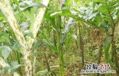 魔芋高产种植技术有哪些 魔芋高产种植技术