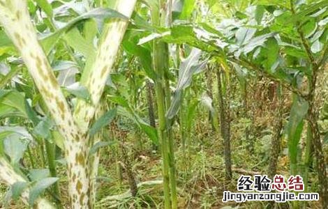 魔芋高产种植技术有哪些 魔芋高产种植技术