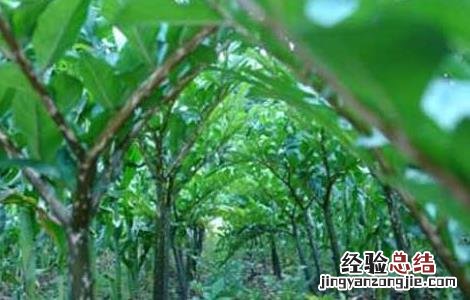 魔芋高产种植技术有哪些 魔芋高产种植技术