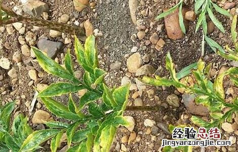 魔芋高产种植技术有哪些 魔芋高产种植技术