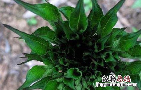 魔芋高产种植技术有哪些 魔芋高产种植技术