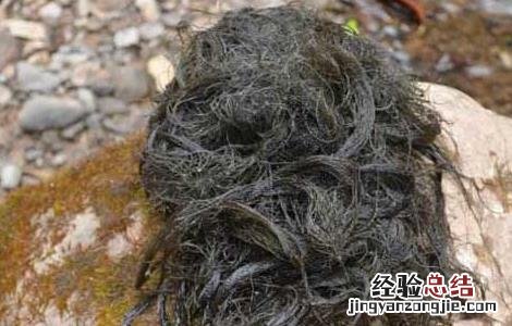 发菜为什么不算植物 发菜为什么不算植物